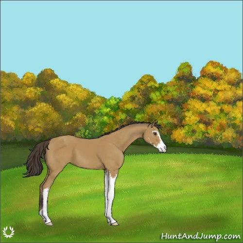 Horse Color:Buckskin Sabino 