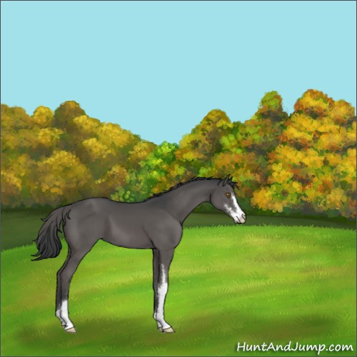 Horse Color:Black Sabino
