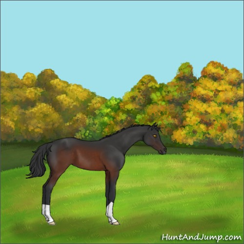 Horse Color:Brown 