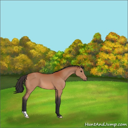 Horse Color:Bay 
