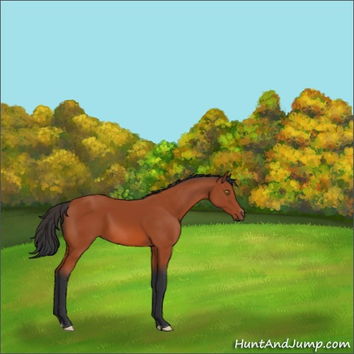 Horse Color:Brown 