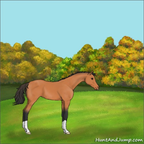 Horse Color:Bay 