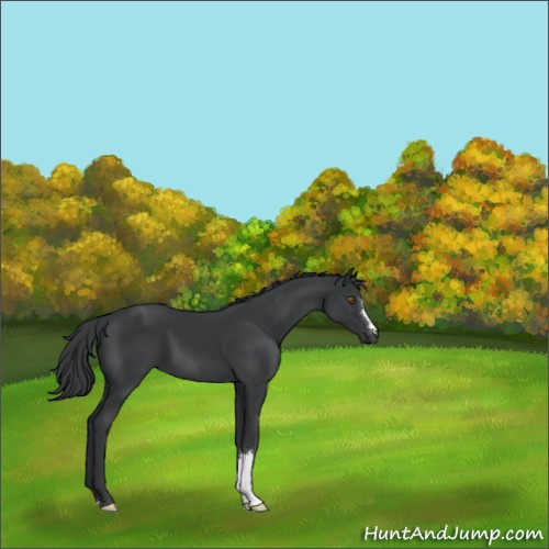 Horse Color:Black 