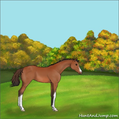 Horse Color:Bay 