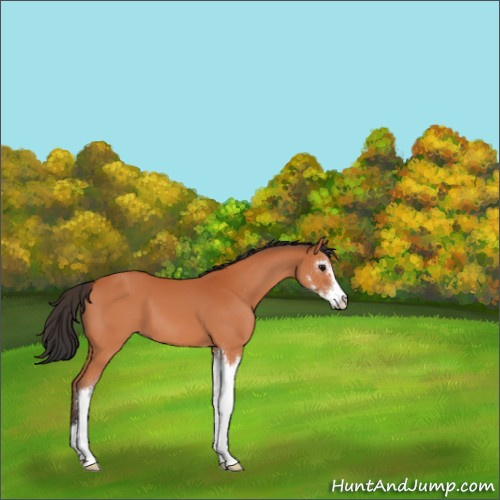 Horse Color:Bay Sabino 