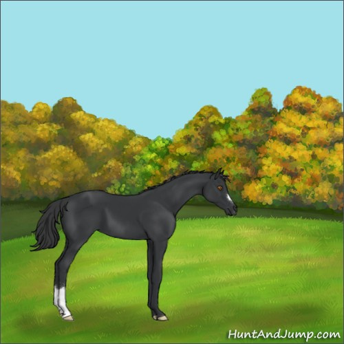 Horse Color:Black 