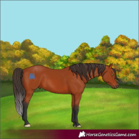 Horse Color:Bay 