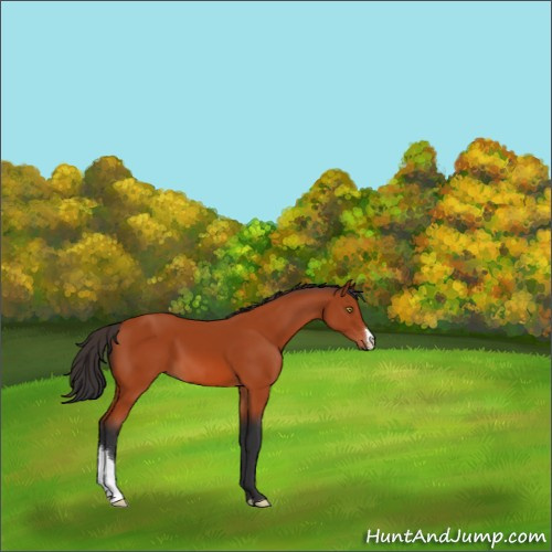 Horse Color:Brown 