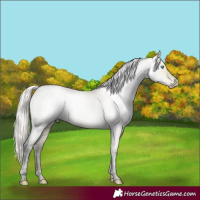 Horse Color:Gray Silver Buckskin Ice Roan Pearl 