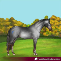 Horse Color:Gray Liver Chestnut Tobiano