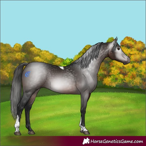Horse Color:Gray Bay Tobiano 