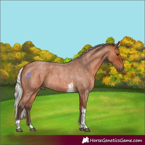 Horse Color:Silver Bay Roan Tobiano 