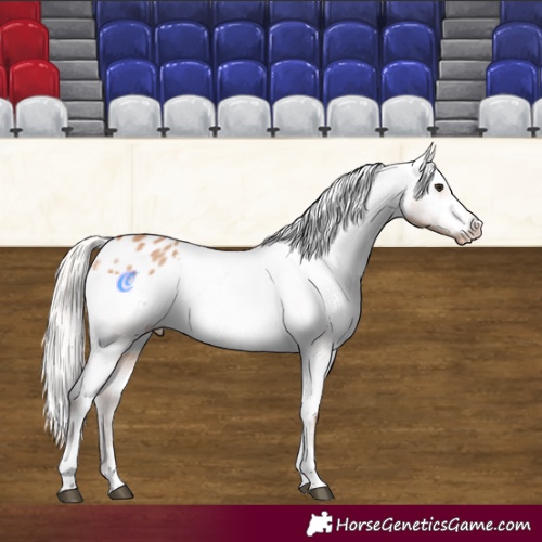 Horse Color:Silver Bay Dun Sabino Tobiano Appaloosa Rabicano 