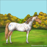 Horse Color:Chestnut Tobiano Appaloosa 