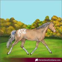 Horse Color:Silver Buckskin Tobiano Appaloosa 