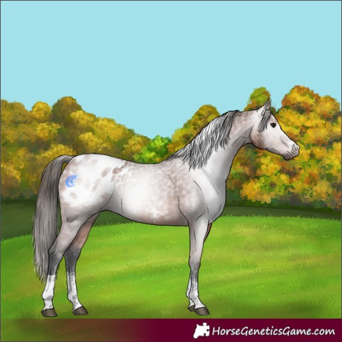 Horse Color:Gray Bay Ice Sabino Tobiano Appaloosa Rabicano 