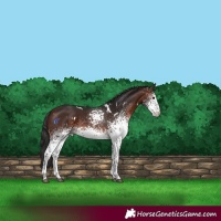 Horse Color:White Spotted Brown 