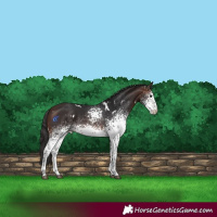 Horse Color:White Spotted Brown 