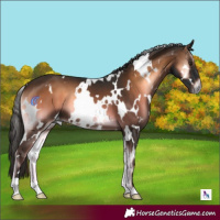 Horse Color:White Spotted Liver Red Onyx