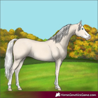 Horse Color:Cremello Splash