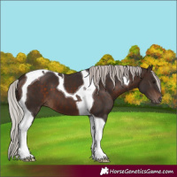 Horse Color:Silver Brown Tobiano 