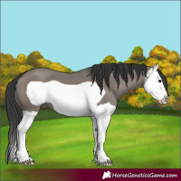 Horse Color:Grullo Splash Frame
