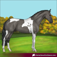 Horse Color:Grullo Tobiano