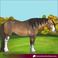 Horse Color:Buckskin Sabino