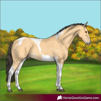 Horse Color:Buckskin Tobiano