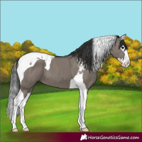 Horse Color:Grullo Splash Tobiano 