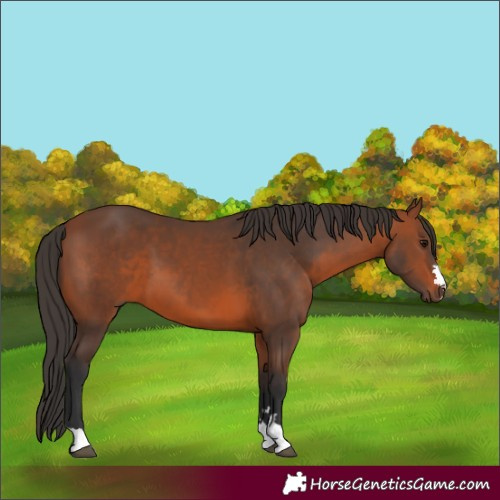 Horse Color:Bay 