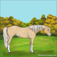 Horse Color:Silver Buckskin Roan Splash 