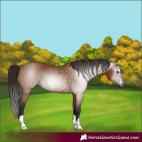 Horse Color:Gray Bay 