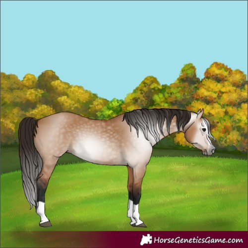 Horse Color:Gray Bay Dun Splash 