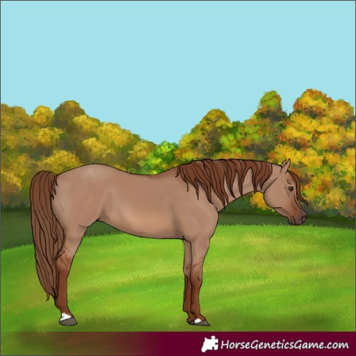 Horse Color:Red Dun 