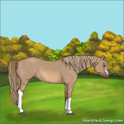 Horse Color:Red Dun 