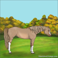 Horse Color:Red Dun 