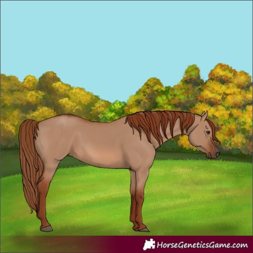 Horse Color:Red Dun