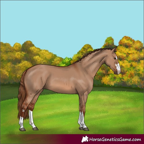 Horse Color:Red Dun 