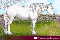 Horse Color:White Spotted Gold Champagne Dun Splash Tobiano Frame Rabicano 