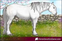 Horse Color:Gray White Spotted Classic Champagne Ice Onyx 