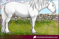 Horse Color:Silver Classic Champagne Roan Splash Tobiano Frame Appaloosa Rabicano
