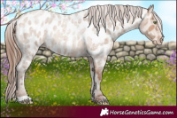 Horse Color:Amber Champagne Roan Near Leopard