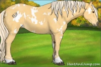 Horse Color:White Spotted Palomino 