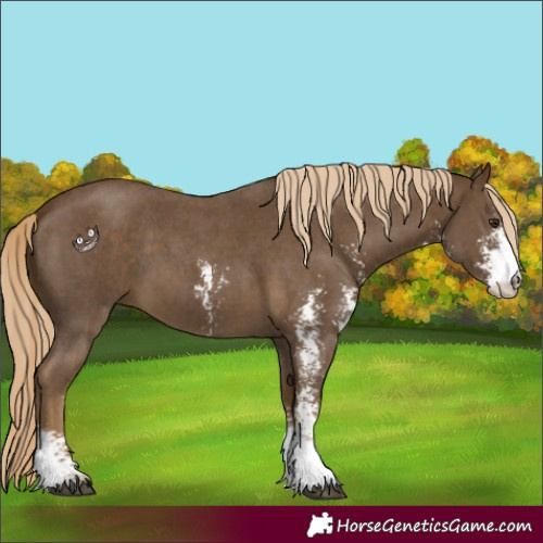 Horse Color:Chocolate Palomino Sabino 