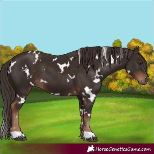 Horse Color:White Spotted Liver Chestnut 