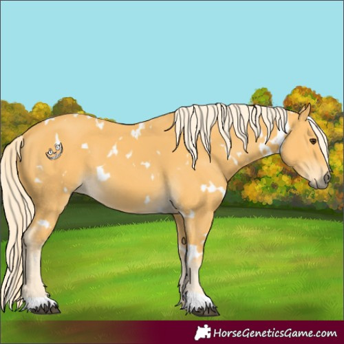 Horse Color:White Spotted Palomino 