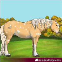 Horse Color:White Spotted Palomino 
