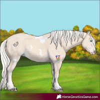 Horse Color:White Spotted Cremello 