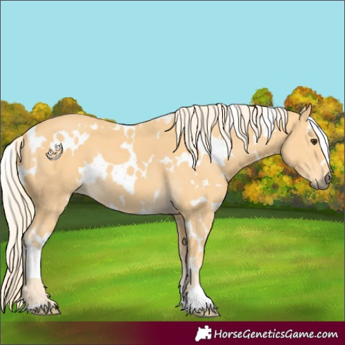 Horse Color:White Spotted Palomino 
